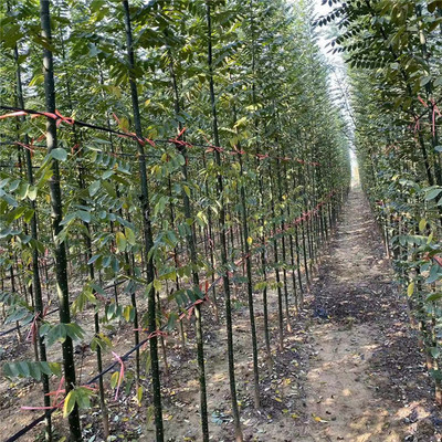 淑女国槐 苗圃直供 淑女国槐小苗价格 国槐种植基地图片_高清图_细节图-兖州市宏信苗木种植专业合作社