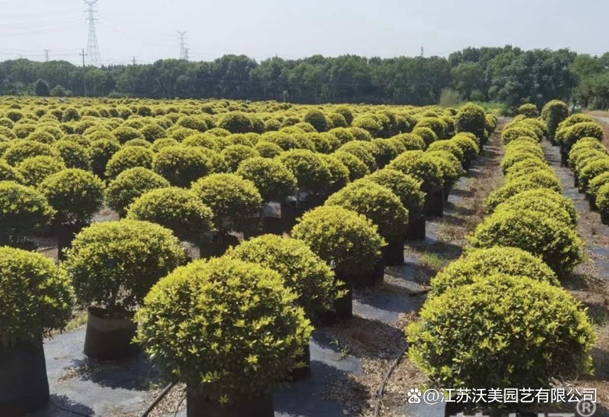 黄金枸骨#苗木种植基地 #绿化苗 有量