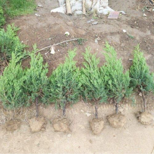这份侧柏树苗种植全攻略为你揭晓答案,从选苗到养护,每一步都至关重要