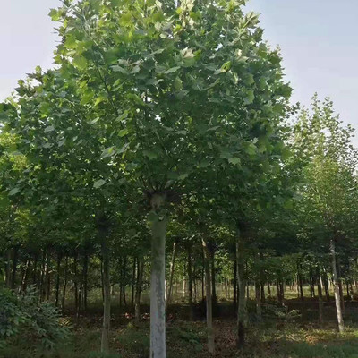 苗木基地 速生法桐 带帽法桐 法桐小苗 法桐小苗批发图片_高清图_细节图-济宁市任城区圣润苗木种植基地