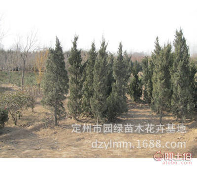 【热销 龙柏树苗常绿植物种植灌木乔木园林常绿植物】定州市园绿苗木花卉基地 - 产品库