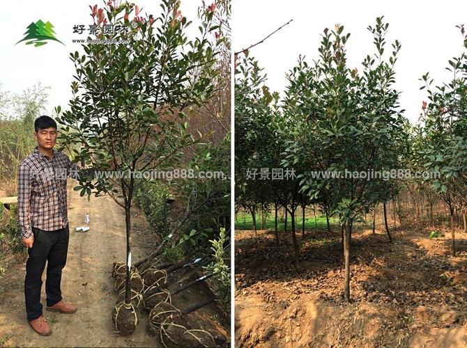  好景新闻中心 好景新闻中心 苗木常见问题 高杆红叶石楠种植基地