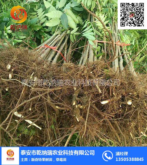 香椿树苗